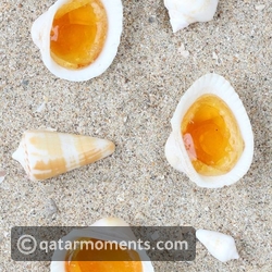 2. Roudoudous - France