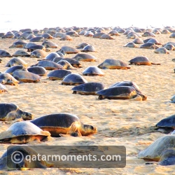 Olive Ridley Turtle Nesting