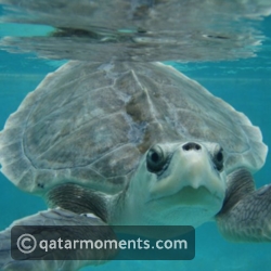 Kemp's Ridley Sea Turtle