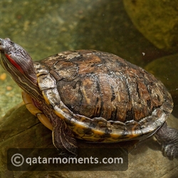Red Eared Slider