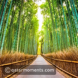Arashiyama Bamboo Forest